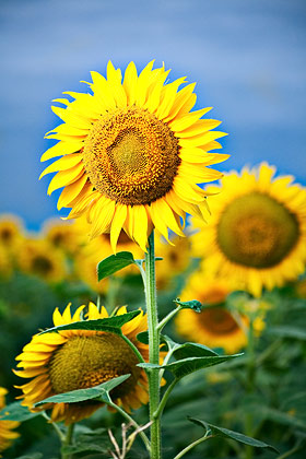 an image